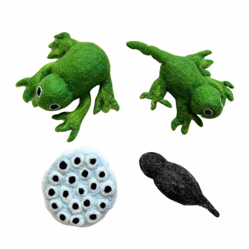 Felt Lifecycle Of A Frog Set